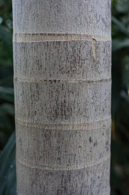 ağaç gövdesi roystonea regia palmiye yakın çekim