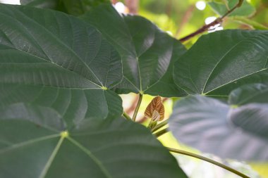 yaprak ficus auriculata Dutgiller fil kulak incir nepal yapısı arka plan