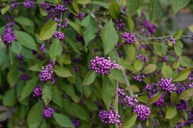 Yaşlı berry olgunlaşmış meyve Sambucus Adoxaceae adoxa mor
