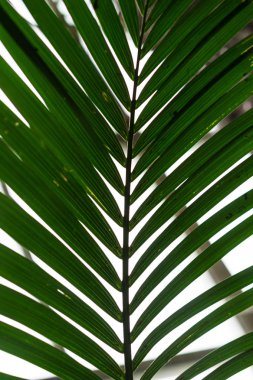 palmiye ağaç gövdesi--dan howea forsteriana palmiye kentiapalm lord howe Adaları tropikal üzerinden