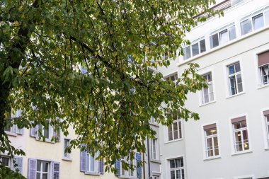 ağaç beyaz saray mimarisi kentsel sahne önünde