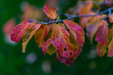 mor kırmızı yaprak sonbaharda ağaca tutunan bokeh kadar kapatın