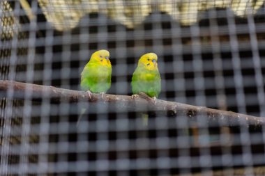 demir kafesi pet arkasında iki sarı yeşil kanarya kuş