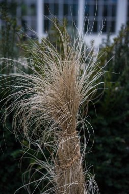 sarışın Dekoratif saman tutam akşam kışın