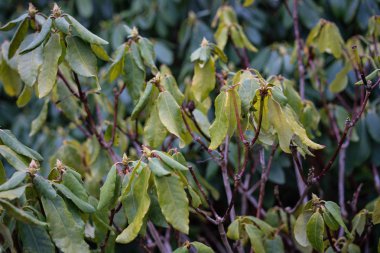 ormangülü williamsianum bitki, szechuan yakın çekim