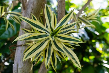 dracaena reflexa agavaceae Madagaskar gelen çiçek açan çiçek tomurcuğu