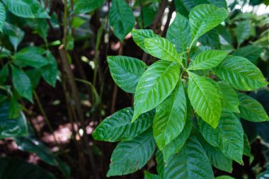 kök, vahşi kahve, psychotria nervoza rubiaceae Kuzey Amerika'dan kırma canlı yeşil yaprakları
