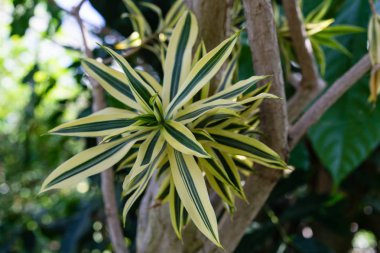 dracaena reflexa agavaceae Madagaskar gelen çiçek açan çiçek tomurcuğu