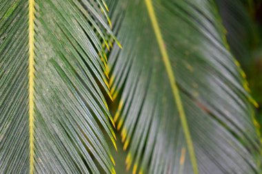 Soyut yaprak desen tropikal palmiye ağacı görünümünden kapat