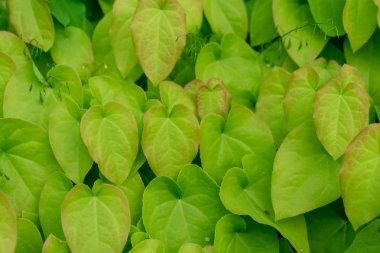 arka plan tasarımı, epimedium pinnatum Kafkasya üzerinden için Barrenwort bitki yaprakları
