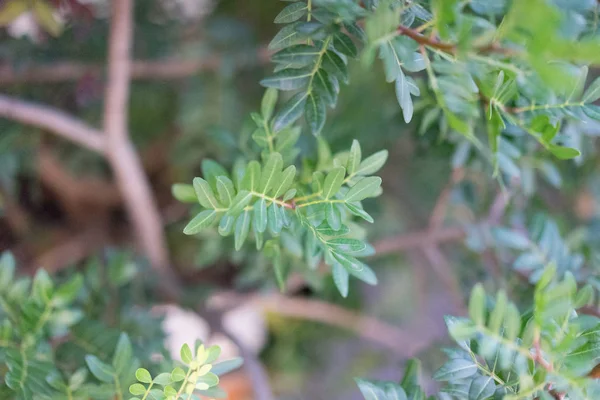 Pistacia Lentiscus Mastixtree Mediterrian Pistace Leaves Leaf — Stock Photo, Image