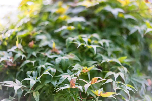 Japon Akçaağaç yakın yukarı görünüm Ahorn