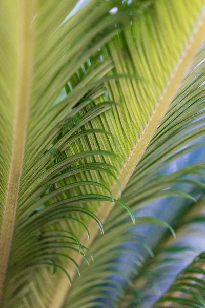 Närbild Palm Stammen Med Bark Och Blad Gröna Palm — Stockfoto