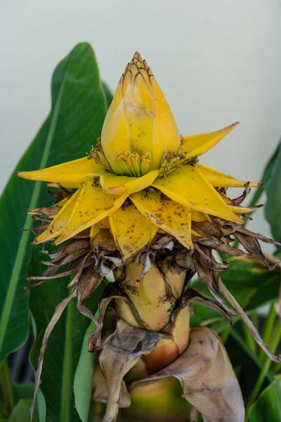 musella lasiocarpa musaceae golden lotus banana from china yellow plant