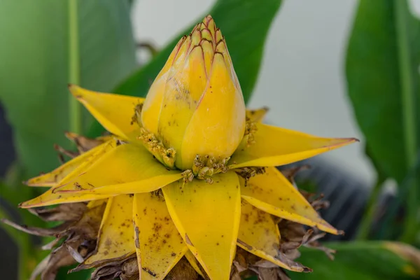 musella lasiocarpa musaceae golden lotus banana from china yellow plant