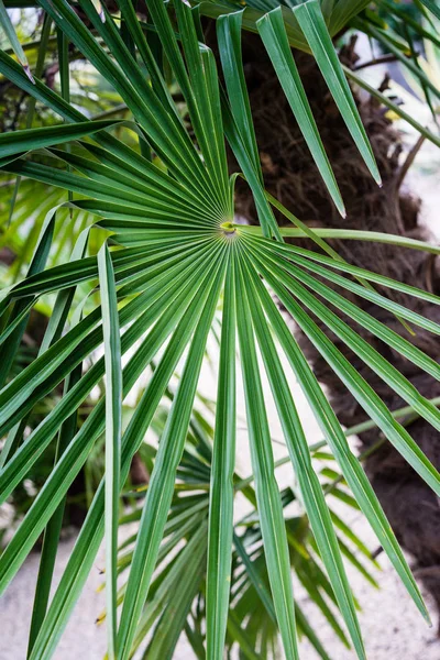 Trachycarpus Fortunei Palm Tree Löv Närbild — Stockfoto