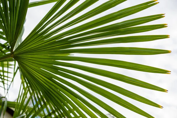 trachycarpus fortunei palmiye ağacı yaprak yakın çekim