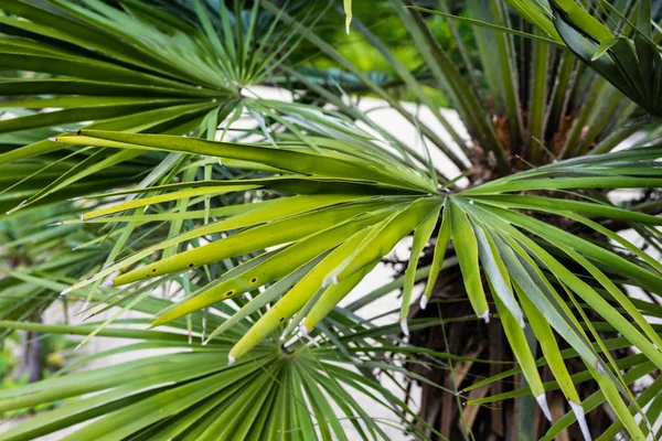 chamearops humilis cüce palmiye ağaç bitki yaprakları yaprak orta deniz Akdeniz üzerinden yakın çekim