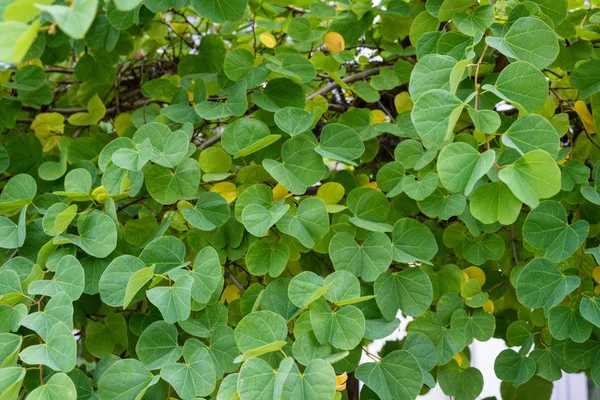 Bauhinia galpinii baklagiller cüce orkide yaprak ve çiçek tomurcuk kadar görünümü Kapat