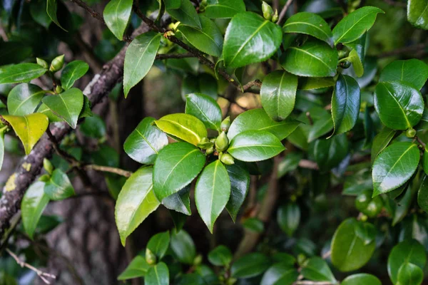 camellia japonica yakın bakış, koyu yeşil yaprak