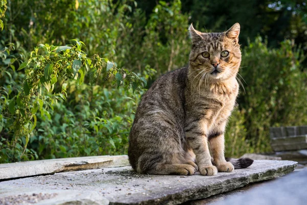 Beton kaya üzerinde kahverengi kedi Bahçe makro görünümü Kapat