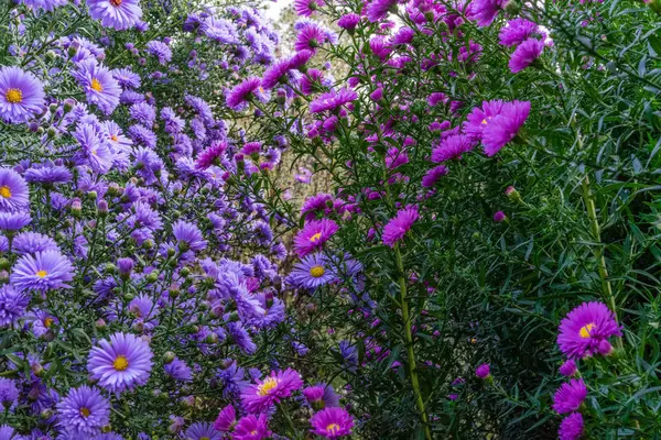ピンクと紫のフラワー ガーデン正面美しさ自然の中 — ストック写真