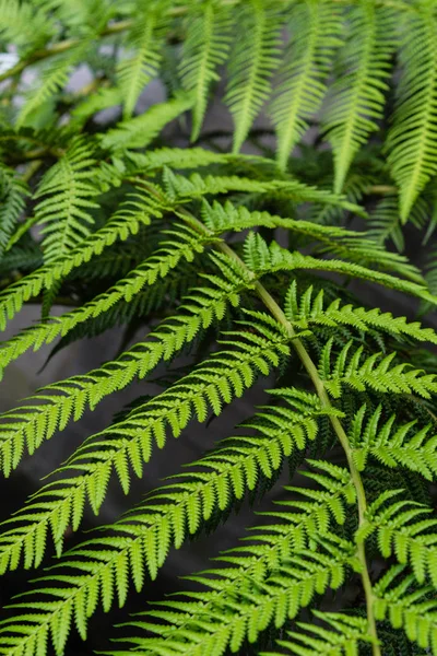 fougere dicksonia Antarktika bitki arka plan doku tasarım makro için yaprakları