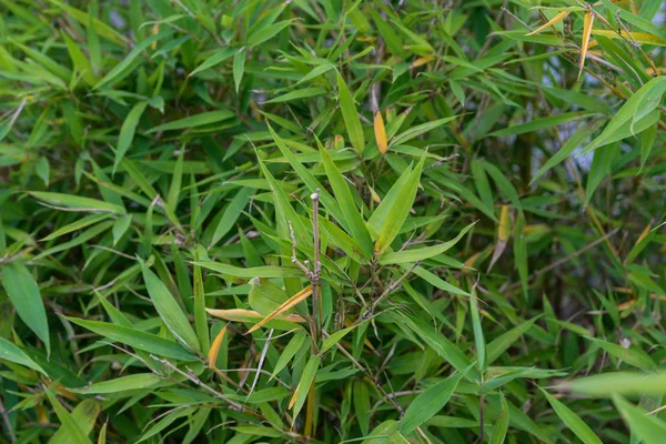 Daun Dari Phyllostachys Aurea Poaceae Simpul Tanaman Bambu Dari Desain — Stok Foto