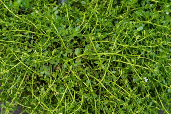 yakın kadar bacopa monieri brahmi bitki bahçe bitkisel Spa'da Hint bırakır