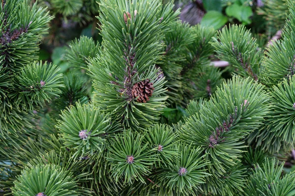 çam ağacı ile süper yeşil Noel ağacı iğne makro görünümü Kapat