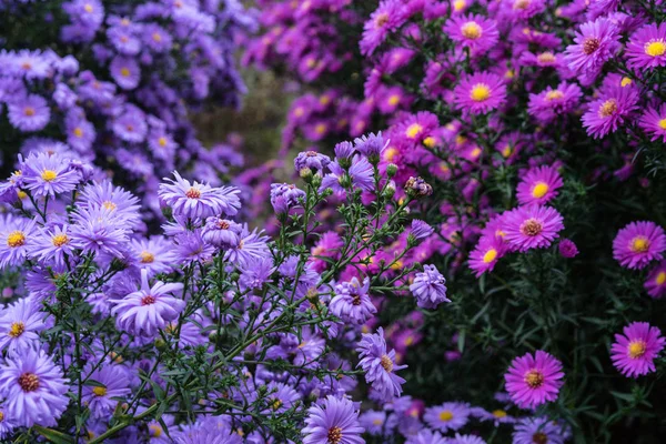 bitki heliantheae pembe ve mor yaz sonbahar sonunda kapat