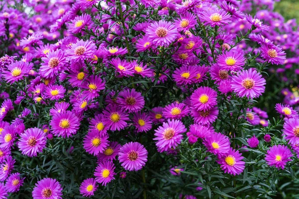 bitki heliantheae pembe ve mor yaz sonbahar sonunda kapat