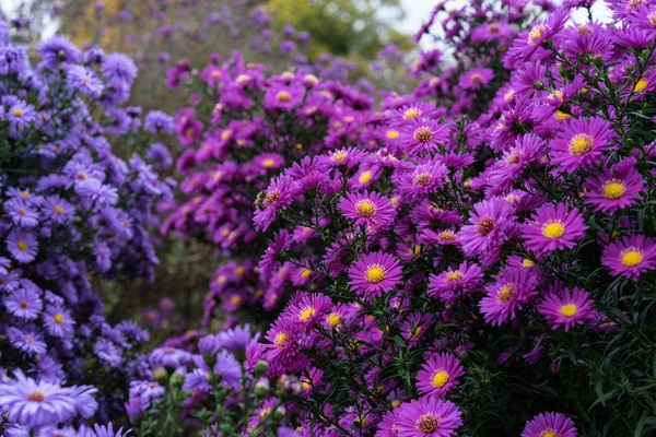 Asteraceae Heliantheae Różowy Fioletowy Końcu Jesień Lato Bliska — Zdjęcie stockowe