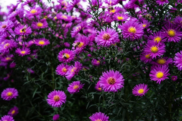 Asteraceae Heliantheae Roze Violet Herfst Eind Van Zomer Close — Stockfoto