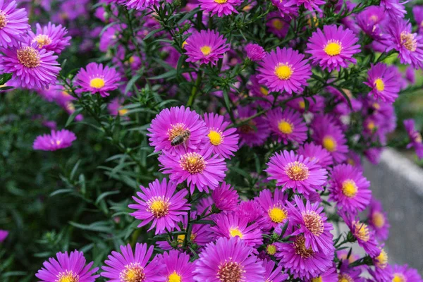 Zinnia Bush Ile Arı Polen Üzerinde Derin Pembe Renkte — Stok fotoğraf