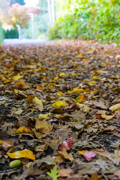 Weg Herfst Kleurrijk Blad Geel Groen Rood Bruin — Stockfoto