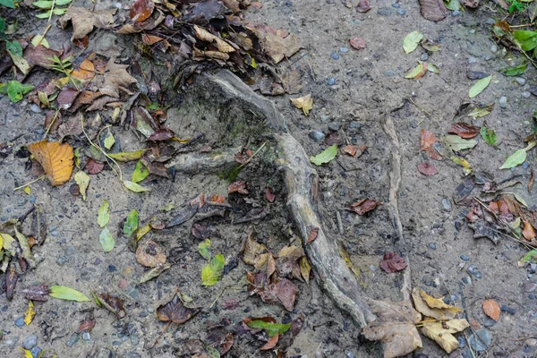 Modder Weg Traject Bos Regen Met Boomstam — Stockfoto