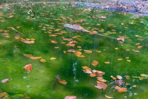 Lagoa Com Água Verde Folhas Parecendo Tóxico Forrest — Fotografia de Stock