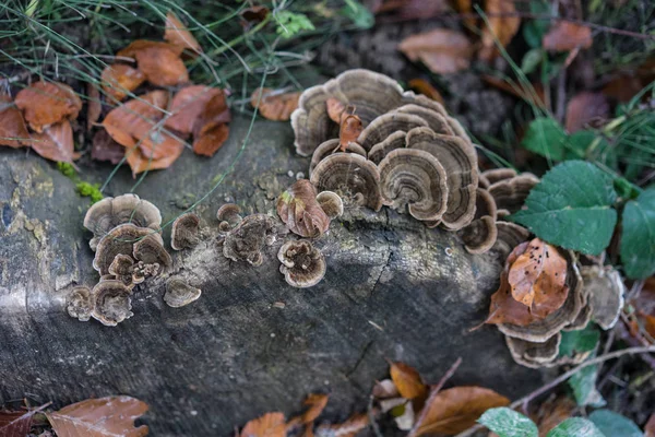 Champignon Cultivé Sur Pierre Dans Forêt Macro Vue Nature — Photo