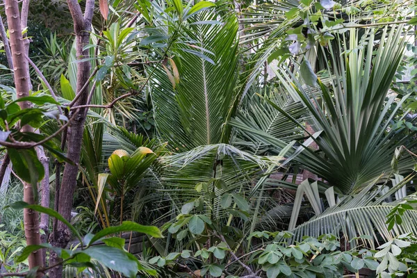 熱帯ジャングルの中での葉の植物 エキゾチックなフォレスト — ストック写真