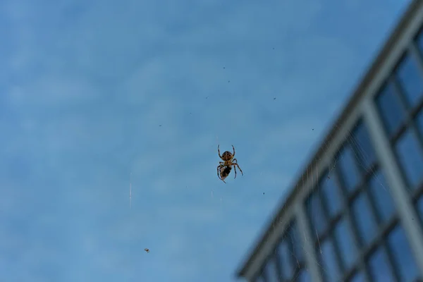 でかいクモが獲物をすぐにネットでまで夜背景青の時間マクロで建物をクローズ アップ — ストック写真