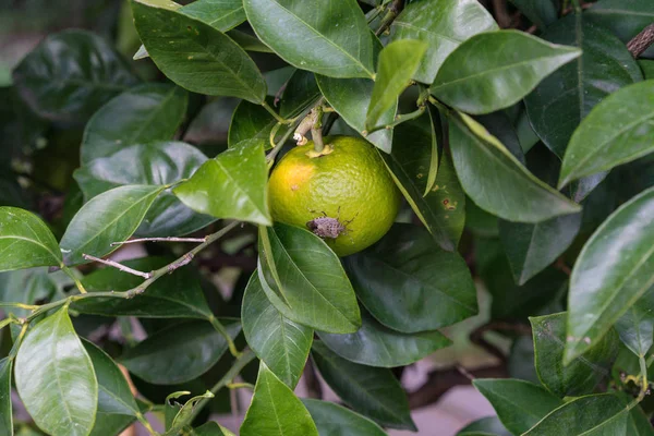citrus sinensis olgun turuncu meyve bitki asılı üzerinde oturan böcek böcek makroyu kapatın