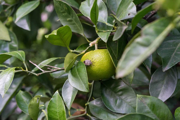 citrus sinensis olgun turuncu meyve bitki asılı üzerinde oturan böcek böcek makroyu kapatın