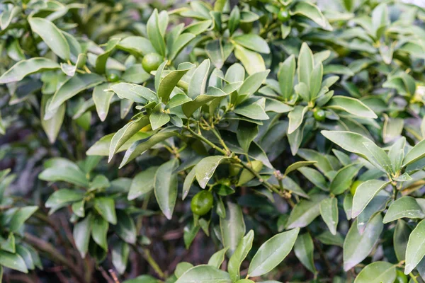 Leaves Fortunella Margarita Rutaceae Ovale Kumquat China Citrus Plant — Stock Photo, Image