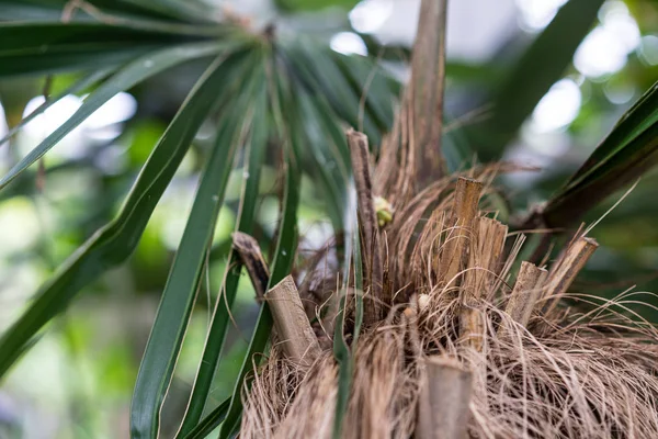 Trädstam Kubanska Kokospalm Coccothrinax Crinata Arecaceae — Stockfoto