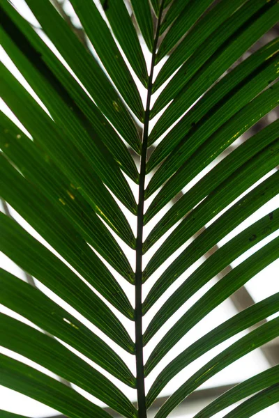 Palm Boomstam Van Howea Forsteriana Palmenfamilie Kentiapalm Uit Tropische Heer — Stockfoto