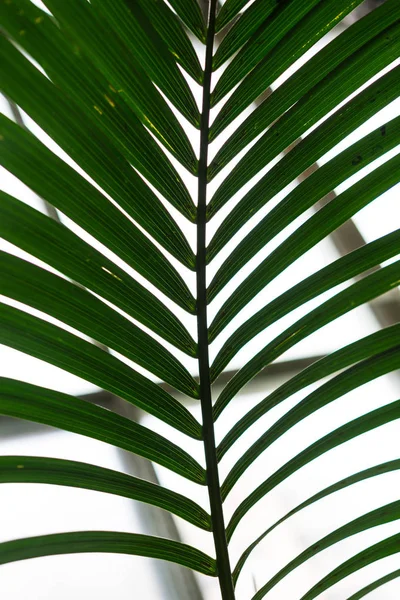 Palm Tree Trunk Från Howea Forsteriana Arecaceae Kentiapalm Från Herren — Stockfoto