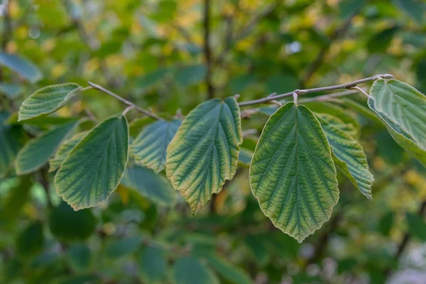 Sihirli somun bitki Hamamelis Hamamelidaceae hibrid yakın çekim