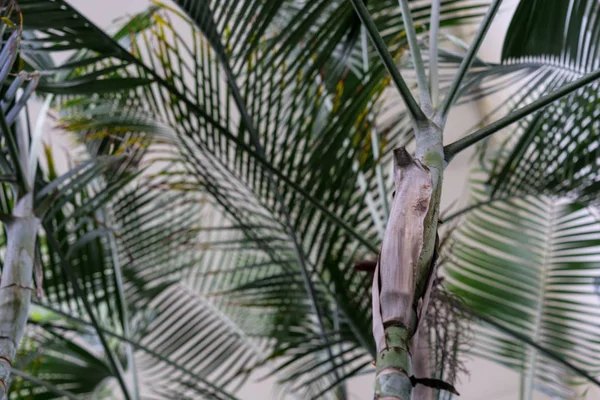Blad Och Stammen Dypsis Trumpetsvamp Arecaceae Guld Frukt Palm Från — Stockfoto