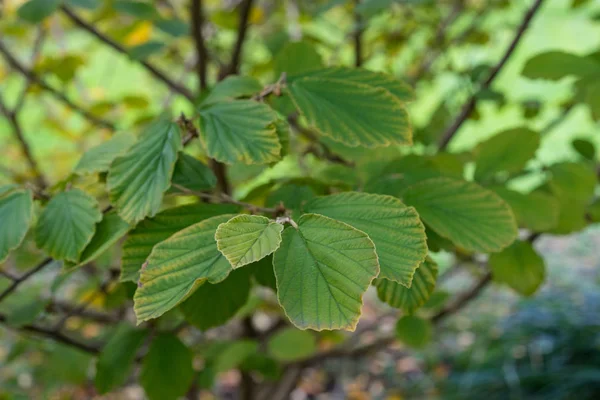 Magic Nut Plant Hamamelis Hamamelidaceae Hybrid Close — Stock Photo, Image